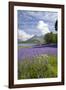 Wild Bluebells (Hyacinthoides Non-Scripta) Beside Loch Leven-Ruth Tomlinson-Framed Photographic Print