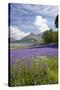 Wild Bluebells (Hyacinthoides Non-Scripta) Beside Loch Leven-Ruth Tomlinson-Stretched Canvas