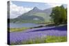 Wild Bluebells (Hyacinthoides Non-Scripta) Beside Loch Leven-Ruth Tomlinson-Stretched Canvas