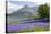 Wild Bluebells (Hyacinthoides Non-Scripta) Beside Loch Leven-Ruth Tomlinson-Stretched Canvas