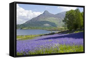 Wild Bluebells (Hyacinthoides Non-Scripta) Beside Loch Leven-Ruth Tomlinson-Framed Stretched Canvas