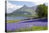 Wild Bluebells (Hyacinthoides Non-Scripta) Beside Loch Leven-Ruth Tomlinson-Stretched Canvas