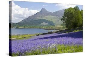 Wild Bluebells (Hyacinthoides Non-Scripta) Beside Loch Leven-Ruth Tomlinson-Stretched Canvas