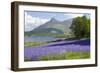 Wild Bluebells (Hyacinthoides Non-Scripta) Beside Loch Leven-Ruth Tomlinson-Framed Photographic Print