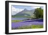 Wild Bluebells (Hyacinthoides Non-Scripta) Beside Loch Leven-Ruth Tomlinson-Framed Photographic Print