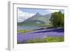 Wild Bluebells (Hyacinthoides Non-Scripta) Beside Loch Leven-Ruth Tomlinson-Framed Photographic Print