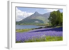 Wild Bluebells (Hyacinthoides Non-Scripta) Beside Loch Leven-Ruth Tomlinson-Framed Photographic Print