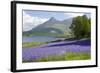 Wild Bluebells (Hyacinthoides Non-Scripta) Beside Loch Leven-Ruth Tomlinson-Framed Photographic Print