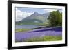 Wild Bluebells (Hyacinthoides Non-Scripta) Beside Loch Leven-Ruth Tomlinson-Framed Photographic Print