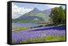 Wild Bluebells (Hyacinthoides Non-Scripta) Beside Loch Leven-Ruth Tomlinson-Framed Stretched Canvas