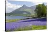 Wild Bluebells (Hyacinthoides Non-Scripta) Beside Loch Leven-Ruth Tomlinson-Stretched Canvas