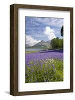 Wild Bluebells (Hyacinthoides Non-Scripta) Beside Loch Leven-Ruth Tomlinson-Framed Photographic Print