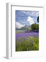 Wild Bluebells (Hyacinthoides Non-Scripta) Beside Loch Leven-Ruth Tomlinson-Framed Photographic Print