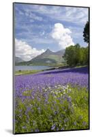 Wild Bluebells (Hyacinthoides Non-Scripta) Beside Loch Leven-Ruth Tomlinson-Mounted Photographic Print