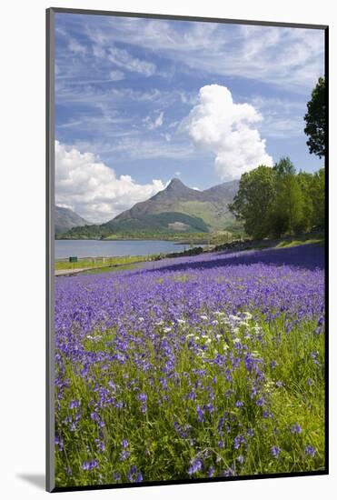 Wild Bluebells (Hyacinthoides Non-Scripta) Beside Loch Leven-Ruth Tomlinson-Mounted Photographic Print