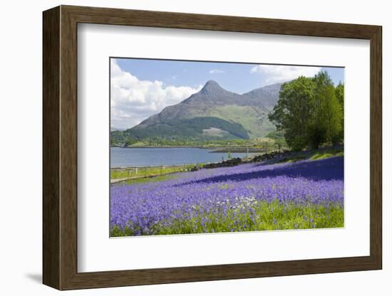 Wild Bluebells (Hyacinthoides Non-Scripta) Beside Loch Leven-Ruth Tomlinson-Framed Photographic Print