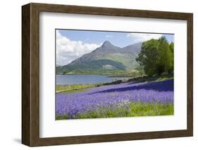 Wild Bluebells (Hyacinthoides Non-Scripta) Beside Loch Leven-Ruth Tomlinson-Framed Photographic Print