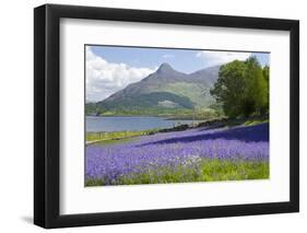 Wild Bluebells (Hyacinthoides Non-Scripta) Beside Loch Leven-Ruth Tomlinson-Framed Photographic Print