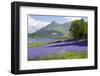 Wild Bluebells (Hyacinthoides Non-Scripta) Beside Loch Leven-Ruth Tomlinson-Framed Photographic Print