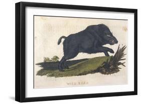 Wild Boar 1814-null-Framed Art Print