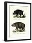 Wild Boar, 1824-Karl Joseph Brodtmann-Framed Giclee Print