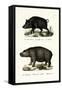 Wild Boar, 1824-Karl Joseph Brodtmann-Framed Stretched Canvas