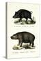 Wild Boar, 1824-Karl Joseph Brodtmann-Stretched Canvas