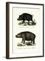 Wild Boar, 1824-Karl Joseph Brodtmann-Framed Giclee Print
