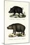 Wild Boar, 1824-Karl Joseph Brodtmann-Mounted Giclee Print