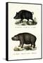 Wild Boar, 1824-Karl Joseph Brodtmann-Framed Stretched Canvas