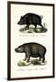 Wild Boar, 1824-Karl Joseph Brodtmann-Framed Giclee Print