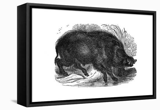 Wild Boar, 1848-null-Framed Stretched Canvas