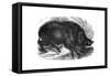 Wild Boar, 1848-null-Framed Stretched Canvas