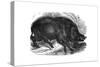 Wild Boar, 1848-null-Stretched Canvas