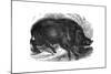 Wild Boar, 1848-null-Mounted Giclee Print