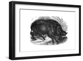 Wild Boar, 1848-null-Framed Giclee Print
