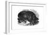 Wild Boar, 1848-null-Framed Giclee Print