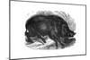Wild Boar, 1848-null-Mounted Giclee Print