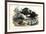 Wild Boar, 1863-79-Raimundo Petraroja-Framed Giclee Print