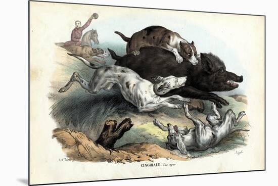 Wild Boar, 1863-79-Raimundo Petraroja-Mounted Giclee Print