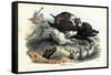 Wild Boar, 1863-79-Raimundo Petraroja-Framed Stretched Canvas