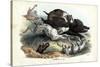 Wild Boar, 1863-79-Raimundo Petraroja-Stretched Canvas