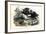 Wild Boar, 1863-79-Raimundo Petraroja-Framed Giclee Print