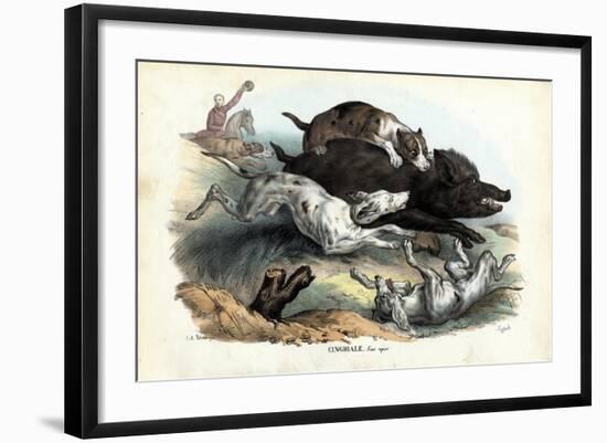 Wild Boar, 1863-79-Raimundo Petraroja-Framed Giclee Print