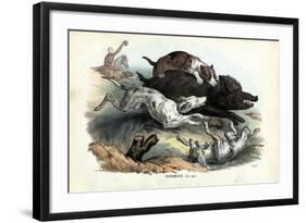 Wild Boar, 1863-79-Raimundo Petraroja-Framed Giclee Print