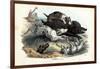 Wild Boar, 1863-79-Raimundo Petraroja-Framed Giclee Print