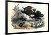 Wild Boar, 1863-79-Raimundo Petraroja-Framed Giclee Print