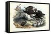 Wild Boar, 1863-79-Raimundo Petraroja-Framed Stretched Canvas