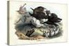 Wild Boar, 1863-79-Raimundo Petraroja-Stretched Canvas