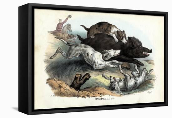 Wild Boar, 1863-79-Raimundo Petraroja-Framed Stretched Canvas